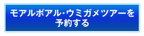 モアルボアル・ウミガメツアーを予約する