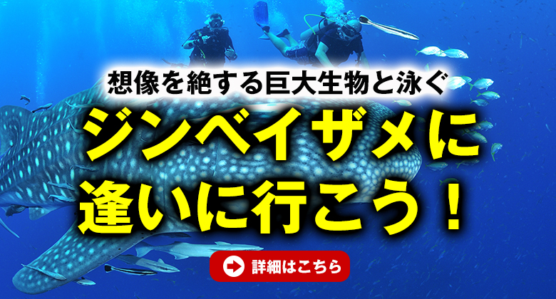 ジンベイザメに逢いに行こう