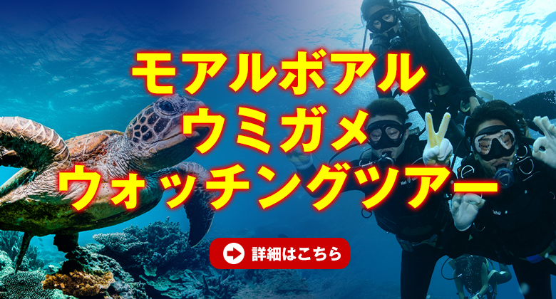 モアルボアルウミガメォッチングツアー
