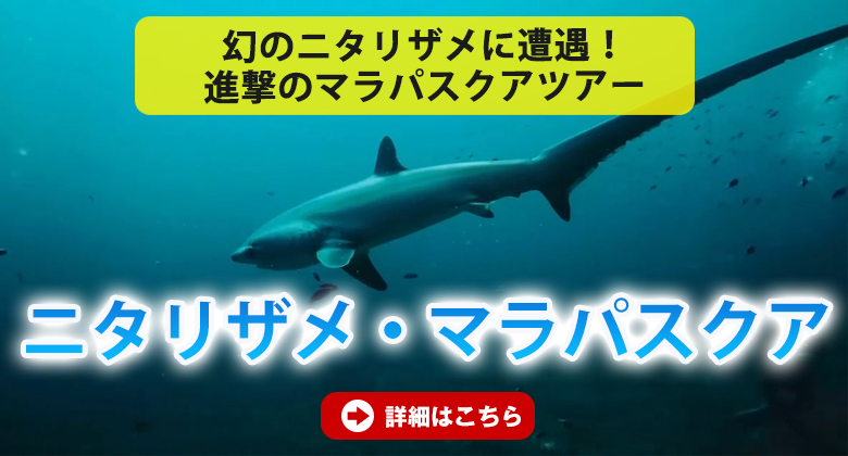 進撃のマラパスクア・ニタリザメツアー
